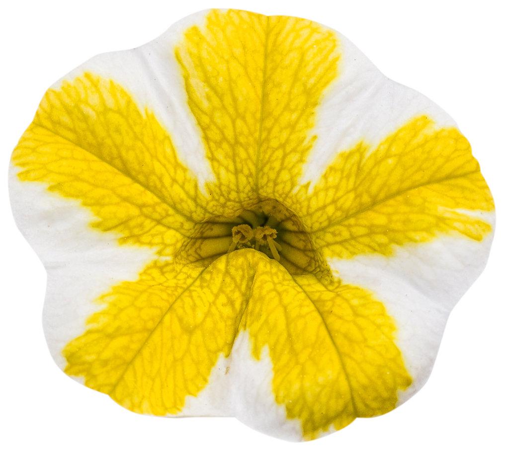 Calibrachoa Superbells Lemon Slice - View 7 from www redcrocus com