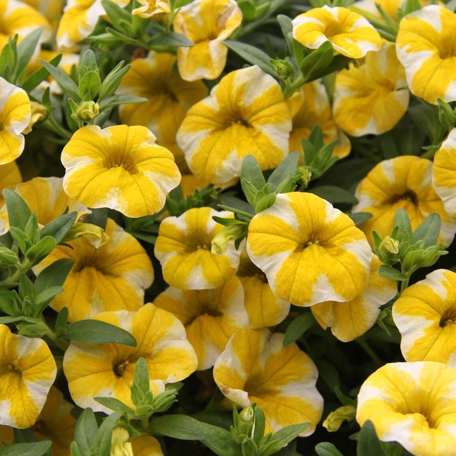 Calibrachoa Superbells Lemon Slice - View 8 from www redcrocus com