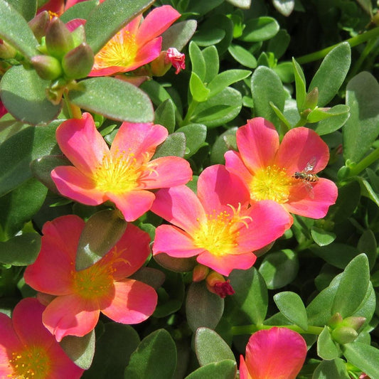 Portulaca Mojave Pink - View 1 from www redcrocus com