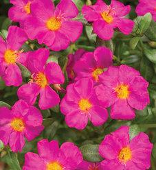 Portulaca Mojave Red - View 10 from www redcrocus com