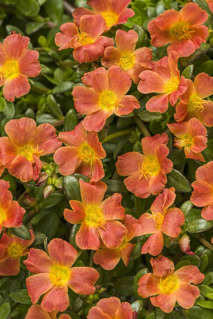 Portulaca Mojave Red - View 11 from www redcrocus com