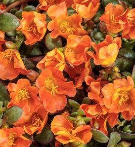 Portulaca Mojave Red - View 12 from www redcrocus com
