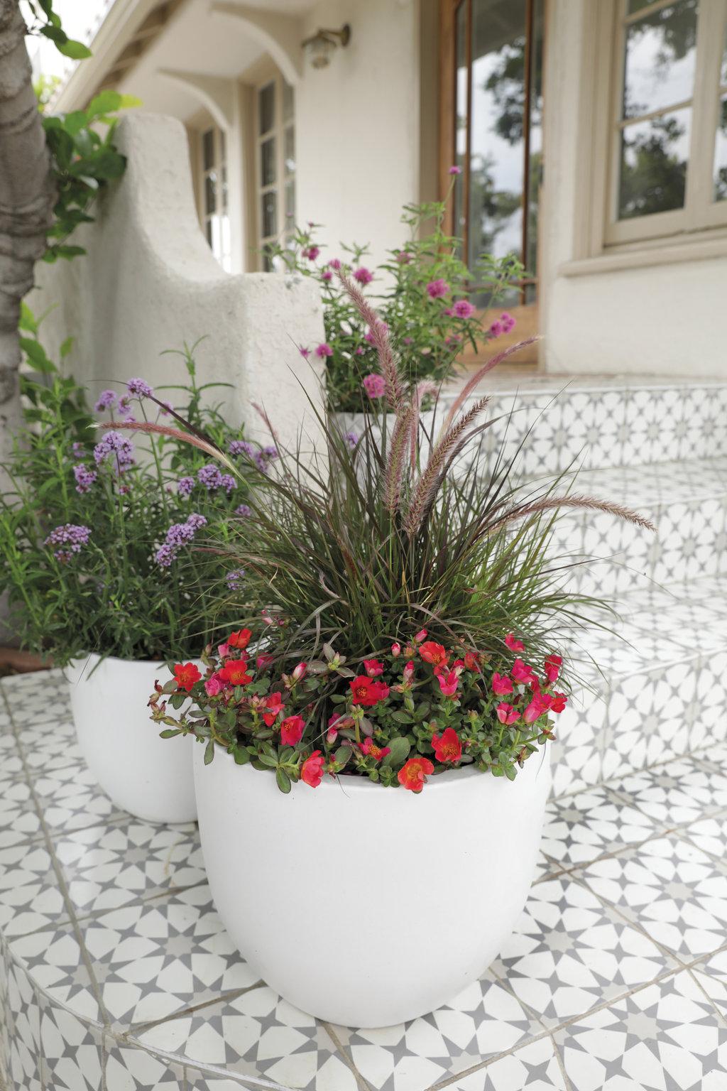 Portulaca Mojave Red - View 13 from www redcrocus com