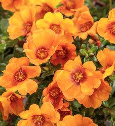 Portulaca Mojave Red - View 14 from www redcrocus com