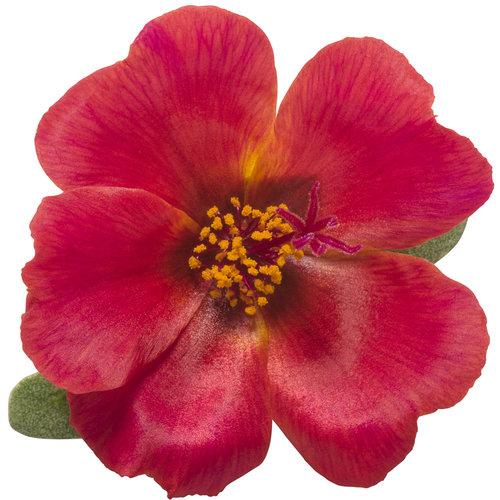 Portulaca Mojave Red - View 15 from www redcrocus com