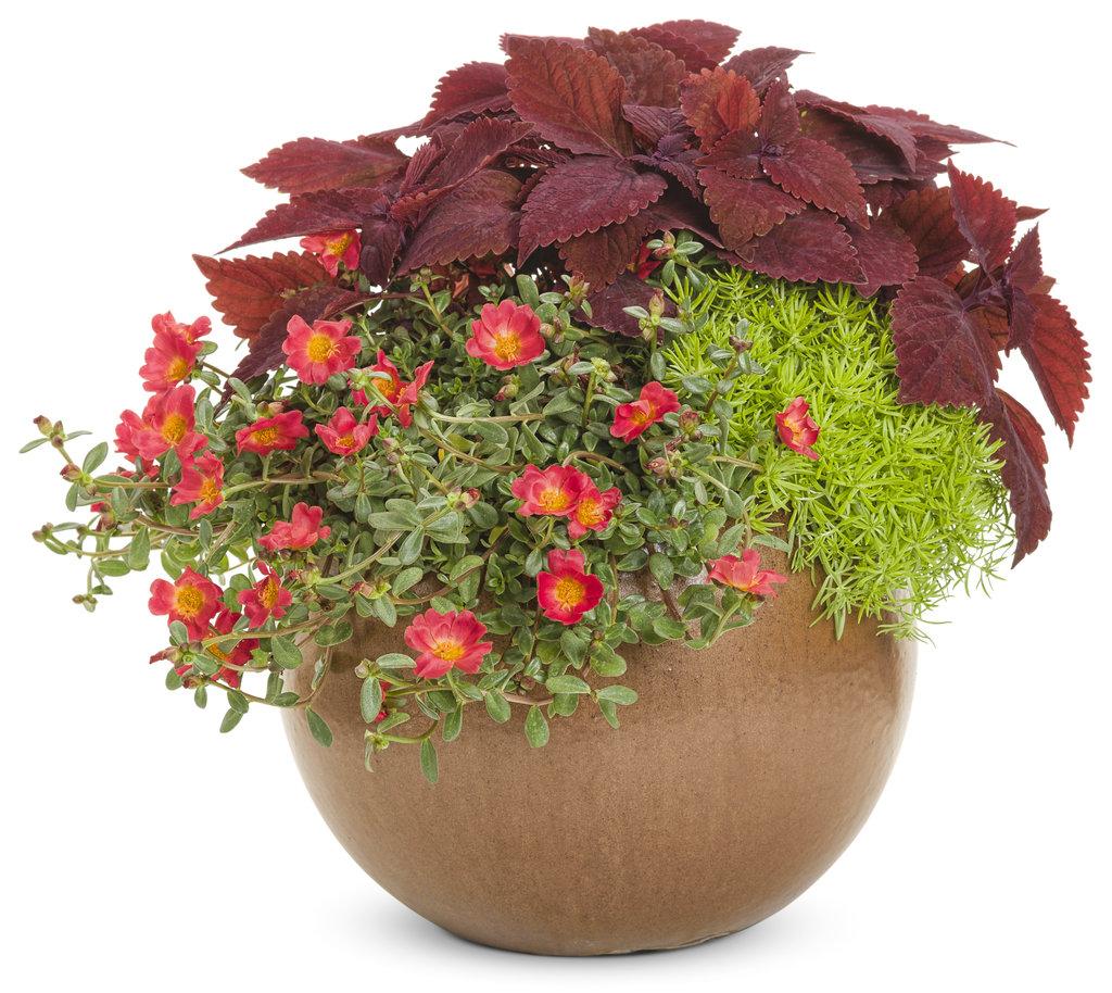 Portulaca Mojave Red - View 18 from www redcrocus com