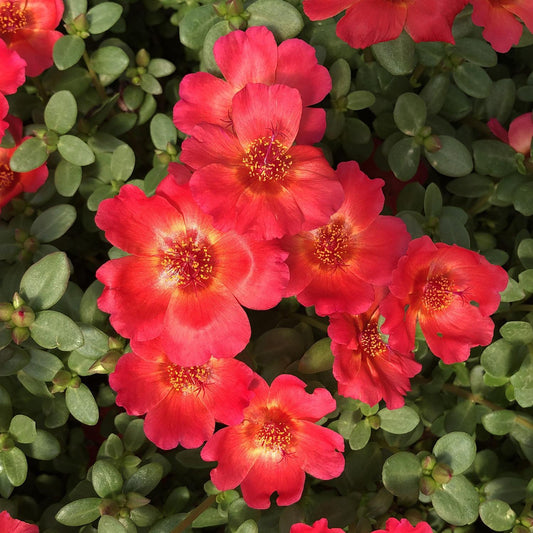 Portulaca Mojave Red - View 1 from www redcrocus com