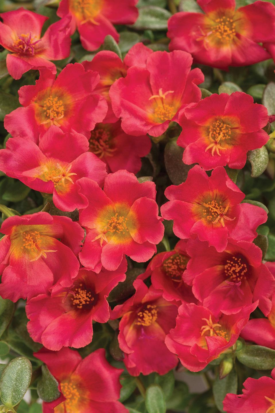 Portulaca Mojave Red - View 2 from www redcrocus com