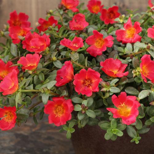 Portulaca Mojave Red - View 3 from www redcrocus com