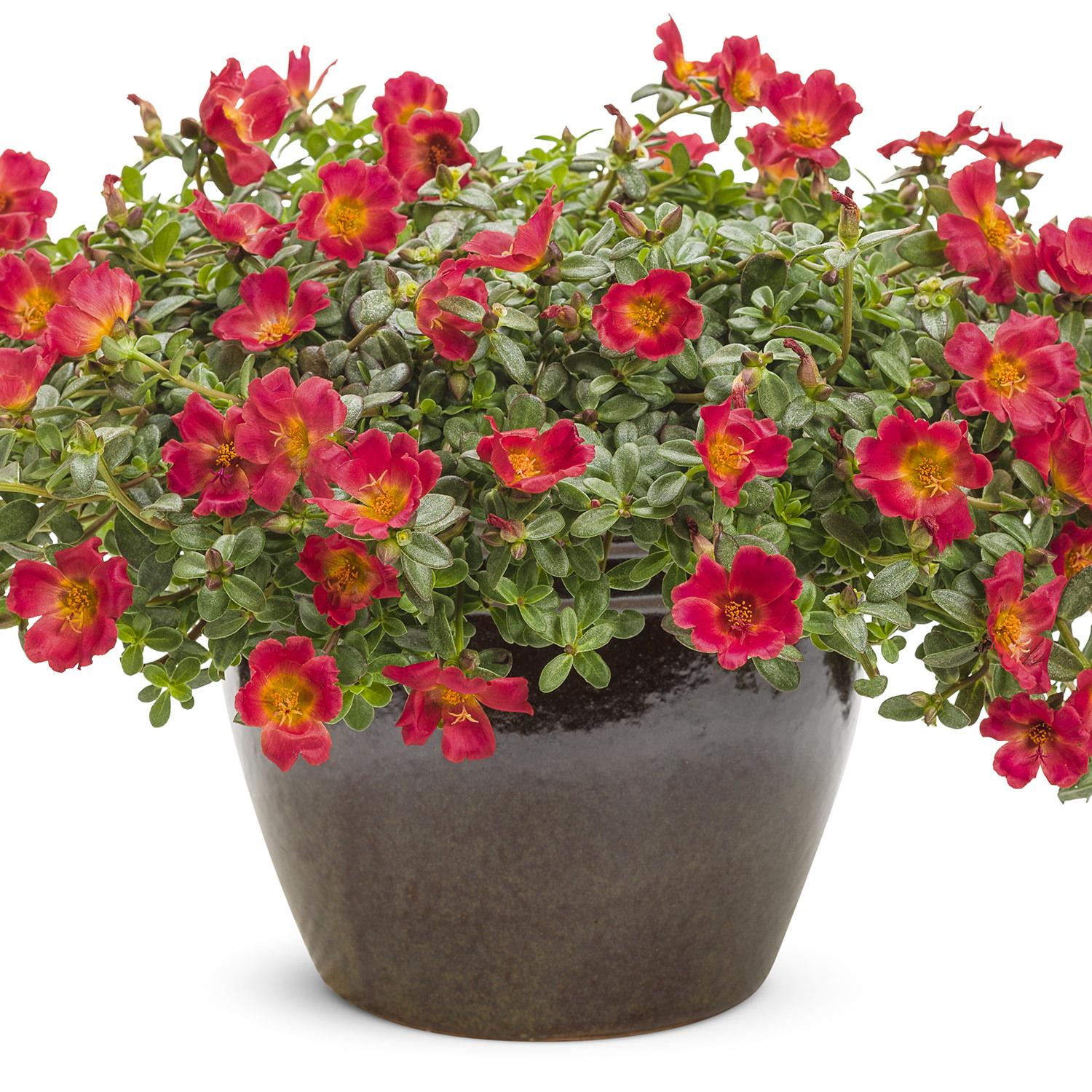 Portulaca Mojave Red - View 4 from www redcrocus com