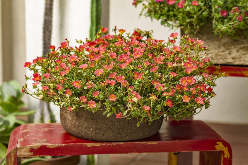 Portulaca Mojave Red - View 6 from www redcrocus com