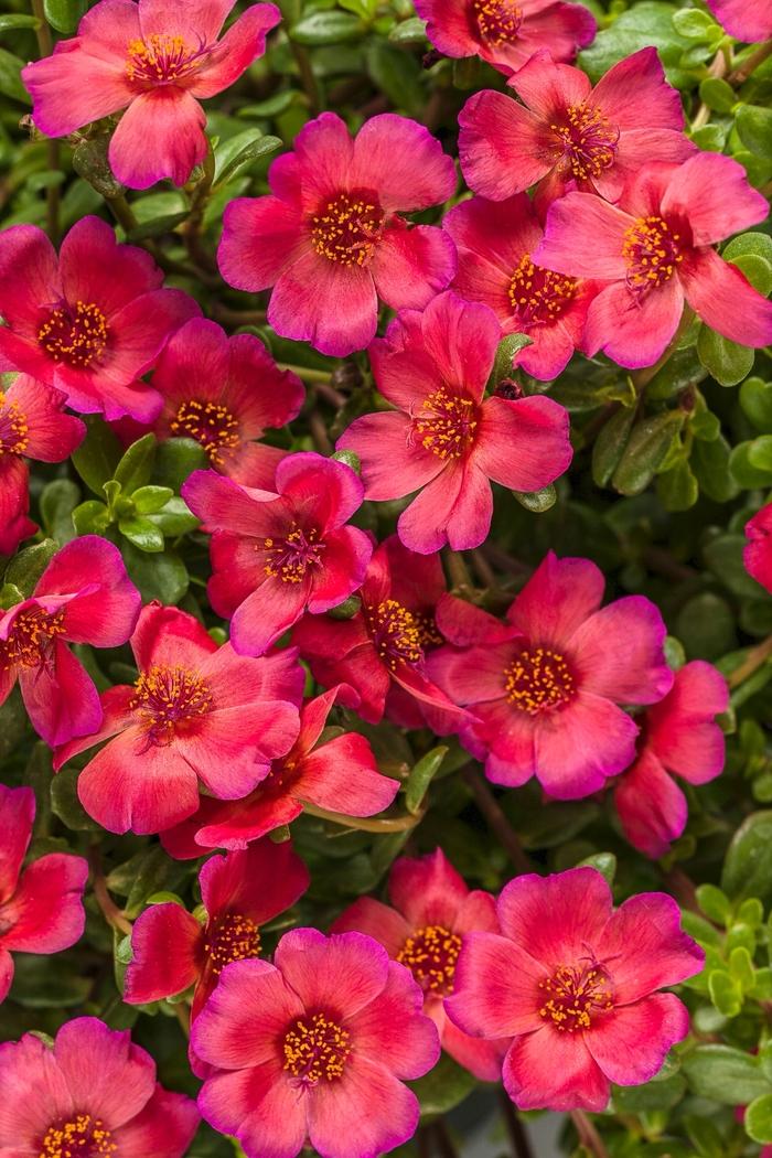 Portulaca Mojave Red - View 7 from www redcrocus com