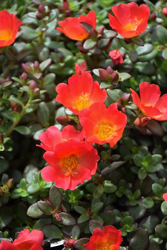 Portulaca Mojave Red - View 8 from www redcrocus com