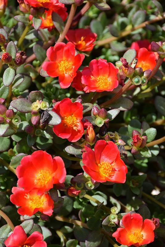 Portulaca Mojave Red - View 9 from www redcrocus com