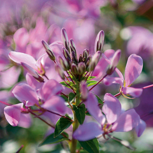 Cleome Senorita Rosalita - View 1 from www redcrocus com