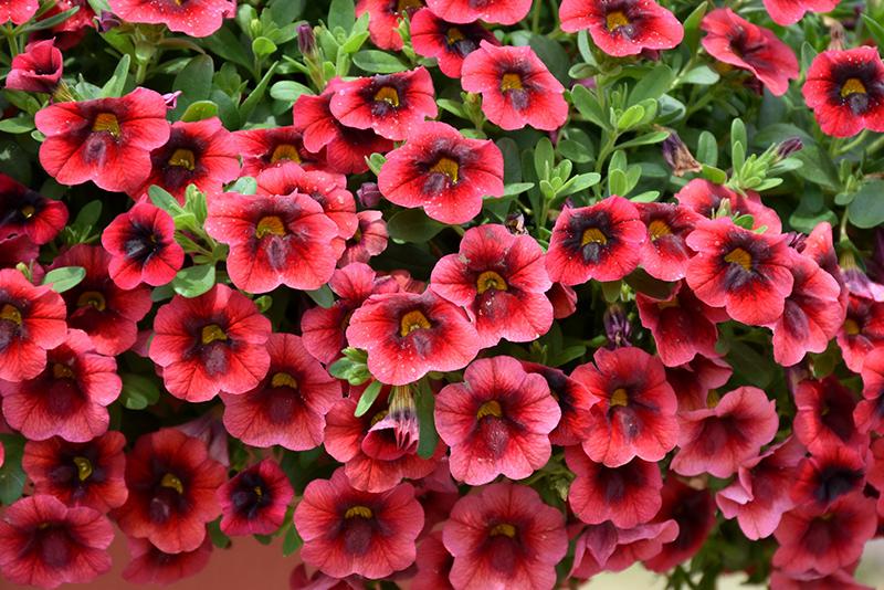 Calibrachoa Superbells Pomegranate Punch - View 10 from www redcrocus com