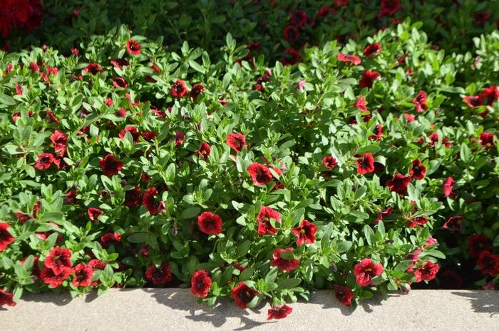 Calibrachoa Superbells Pomegranate Punch - View 11 from www redcrocus com