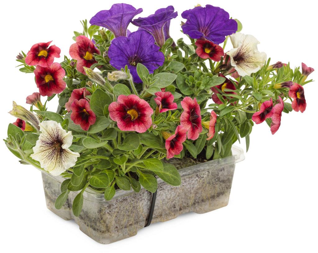 Calibrachoa Superbells Pomegranate Punch - View 12 from www redcrocus com