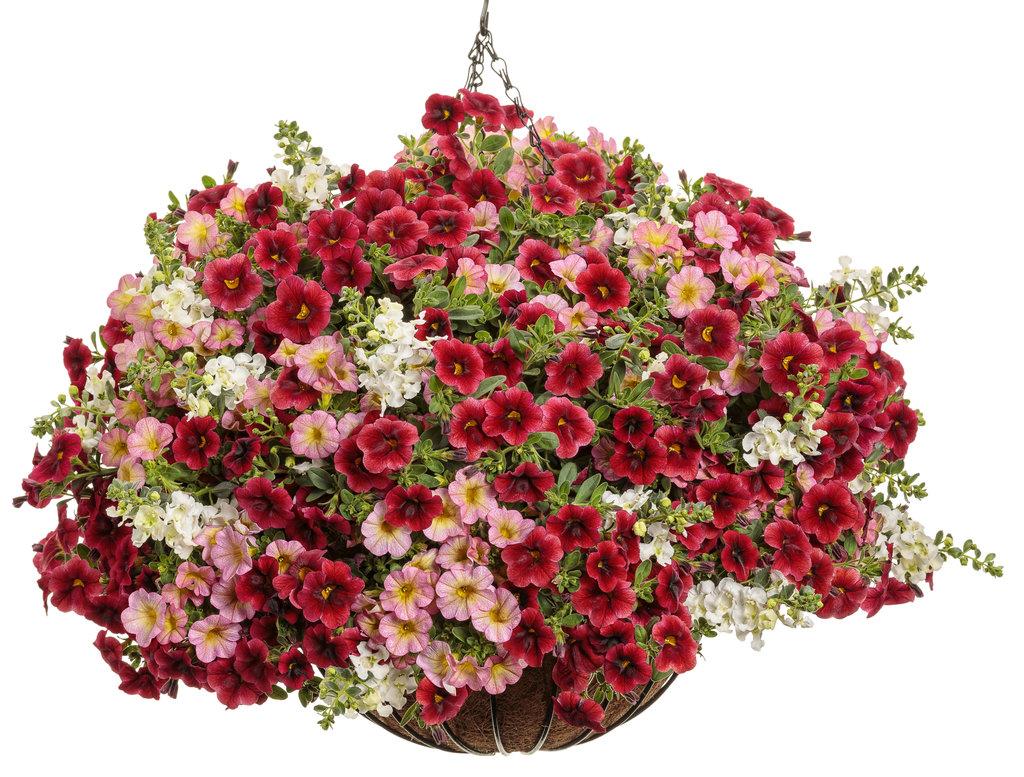 Calibrachoa Superbells Pomegranate Punch - View 13 from www redcrocus com