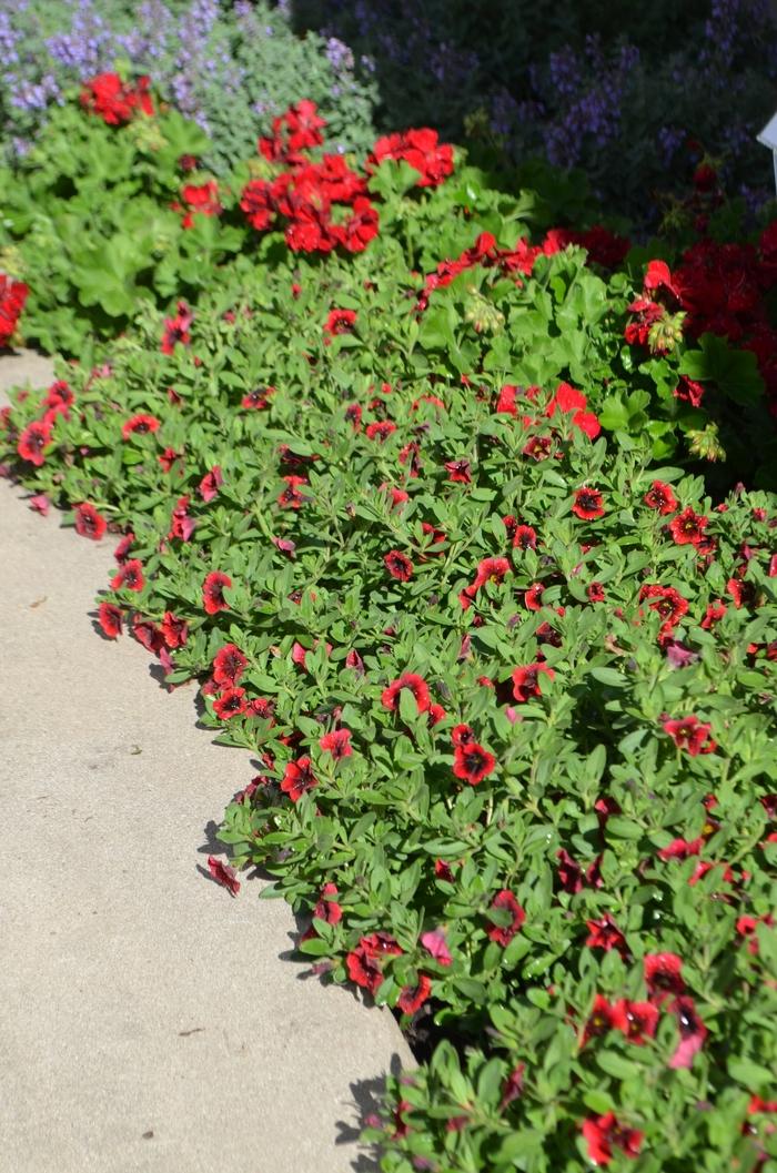 Calibrachoa Superbells Pomegranate Punch - View 14 from www redcrocus com