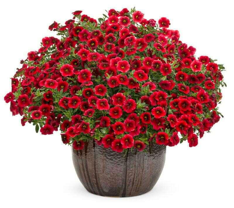 Calibrachoa Superbells Pomegranate Punch - View 15 from www redcrocus com
