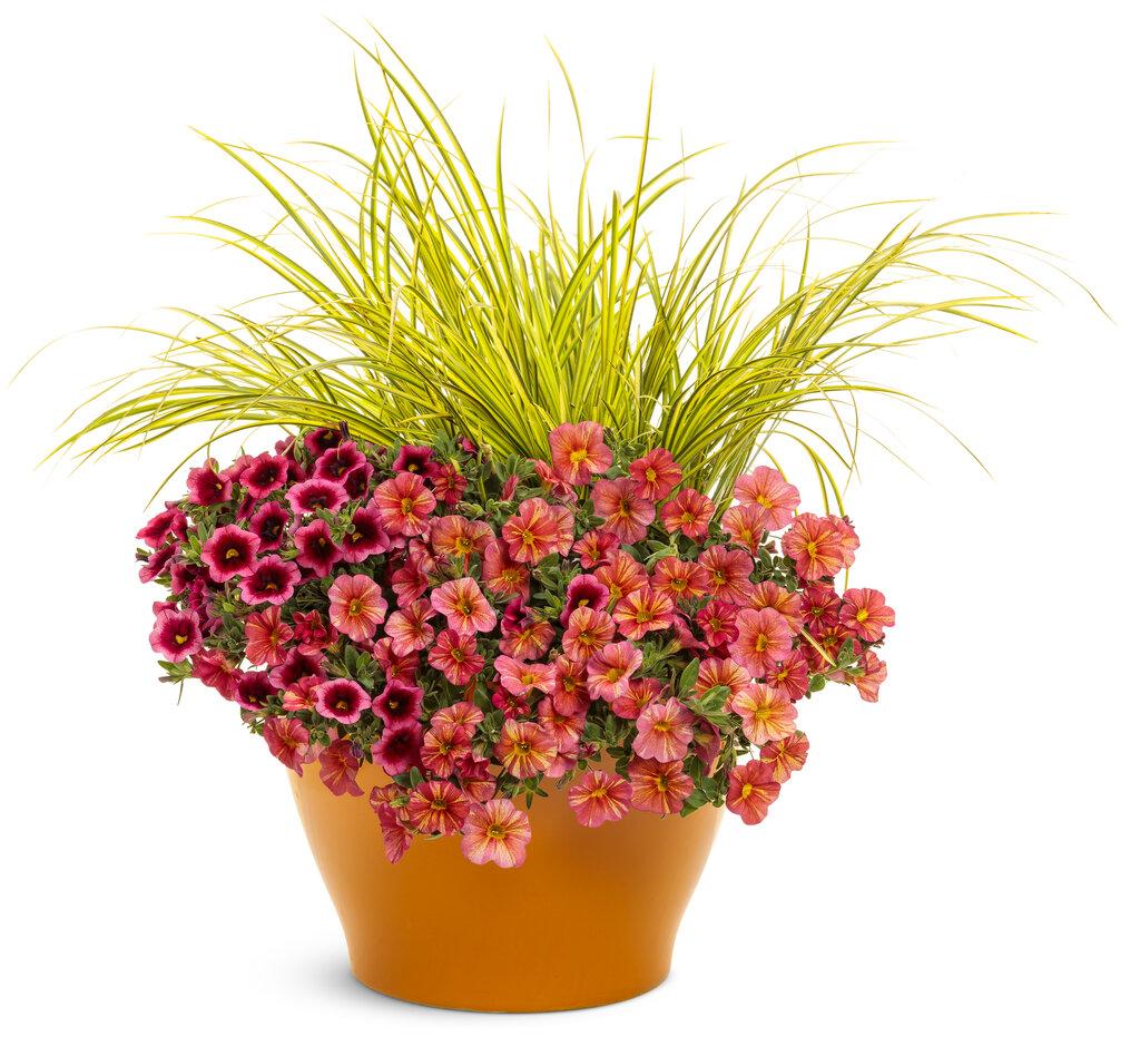 Calibrachoa Superbells Pomegranate Punch - View 16 from www redcrocus com