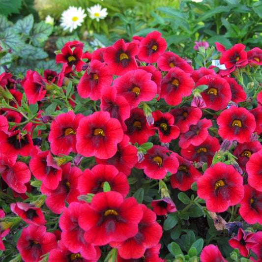 Calibrachoa Superbells Pomegranate Punch - View 1 from www redcrocus com