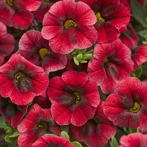 Calibrachoa Superbells Pomegranate Punch - View 2 from www redcrocus com