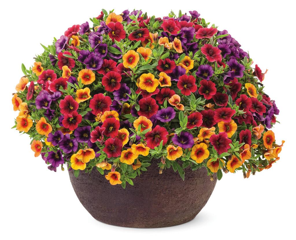Calibrachoa Superbells Pomegranate Punch - View 3 from www redcrocus com