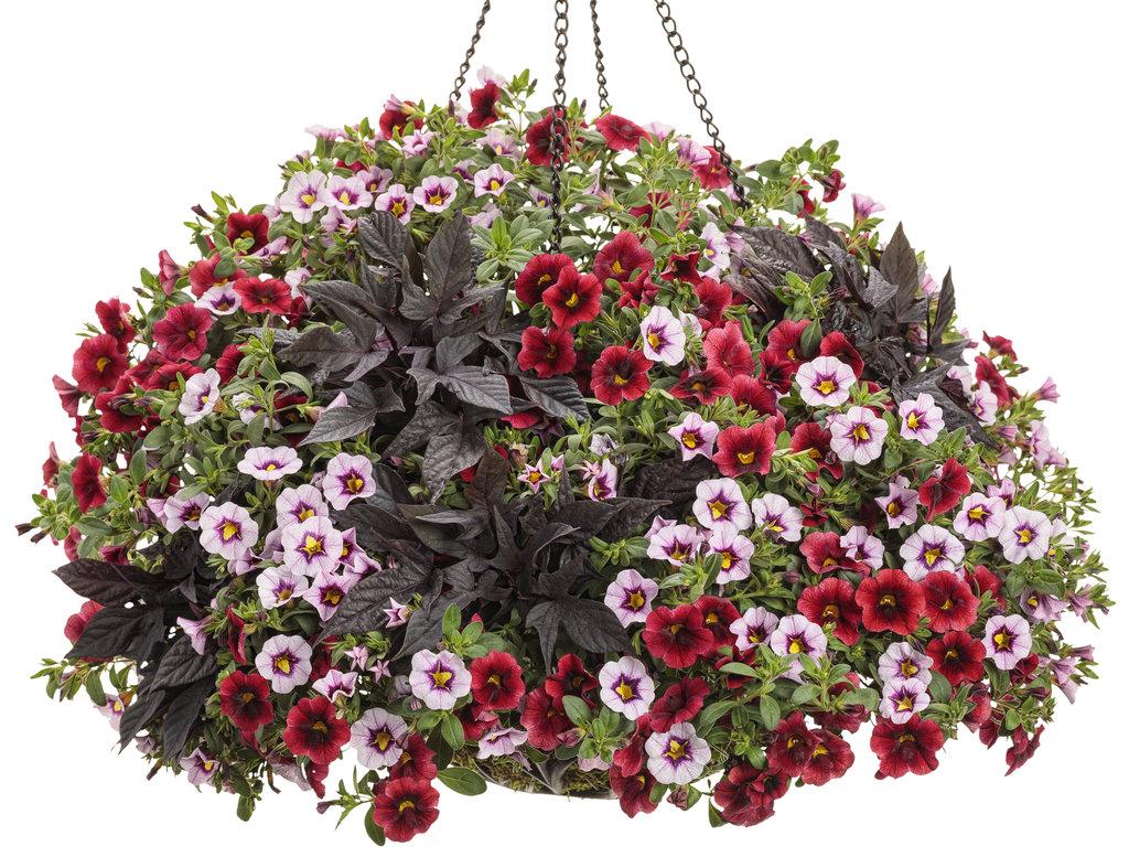 Calibrachoa Superbells Pomegranate Punch - View 4 from www redcrocus com