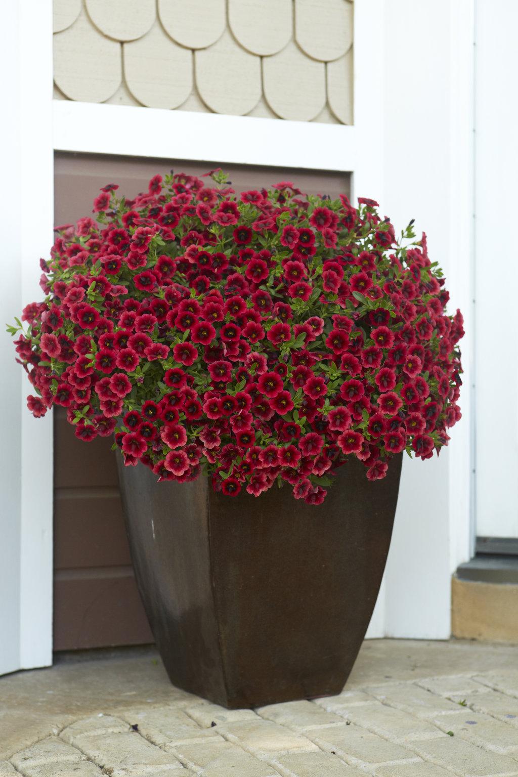Calibrachoa Superbells Pomegranate Punch - View 5 from www redcrocus com