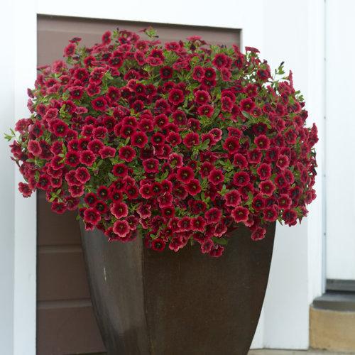 Calibrachoa Superbells Pomegranate Punch - View 6 from www redcrocus com