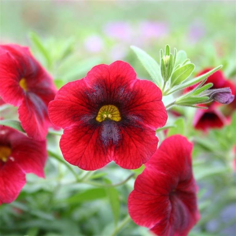 Calibrachoa Superbells Pomegranate Punch - View 7 from www redcrocus com