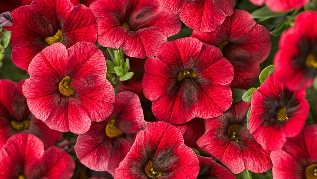 Calibrachoa Superbells Pomegranate Punch - View 8 from www redcrocus com