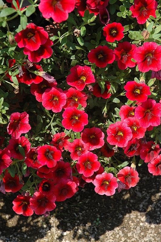 Calibrachoa Superbells Pomegranate Punch - View 9 from www redcrocus com