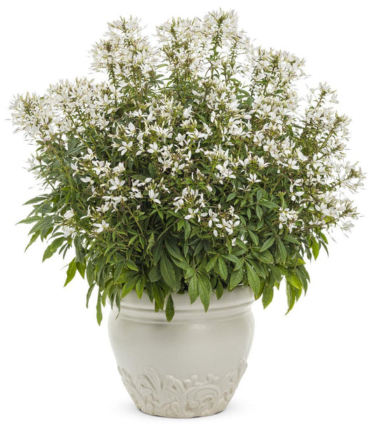 Cleome Senorita Blanca - View 1 from www redcrocus com