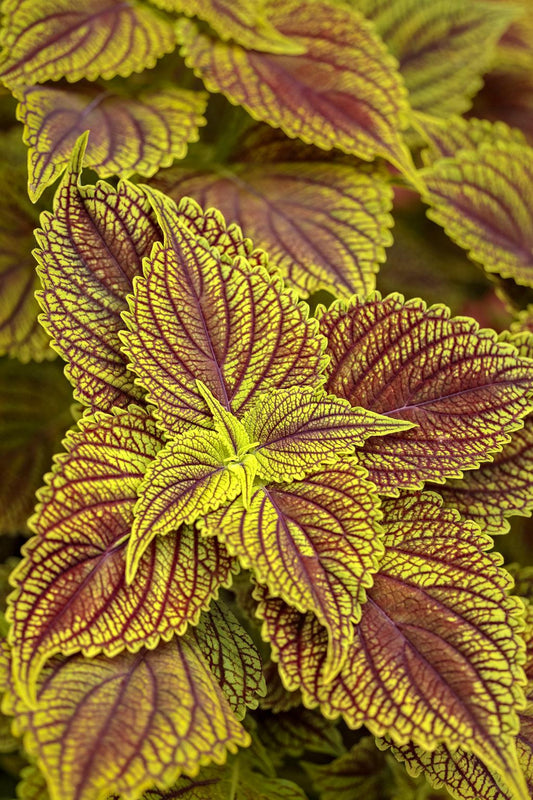 Coleus Colorblaze Golden Dream - View 1 from www redcrocus com