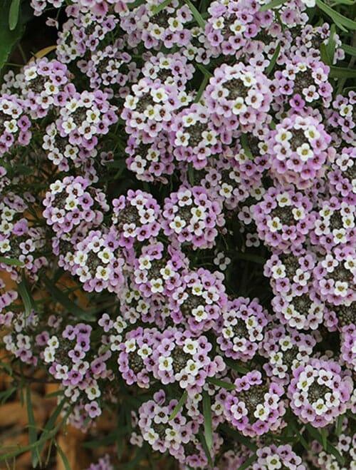 Lobularia Blushing Princess - View 11 from www redcrocus com