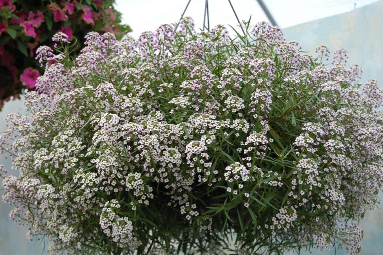Lobularia Blushing Princess - View 12 from www redcrocus com