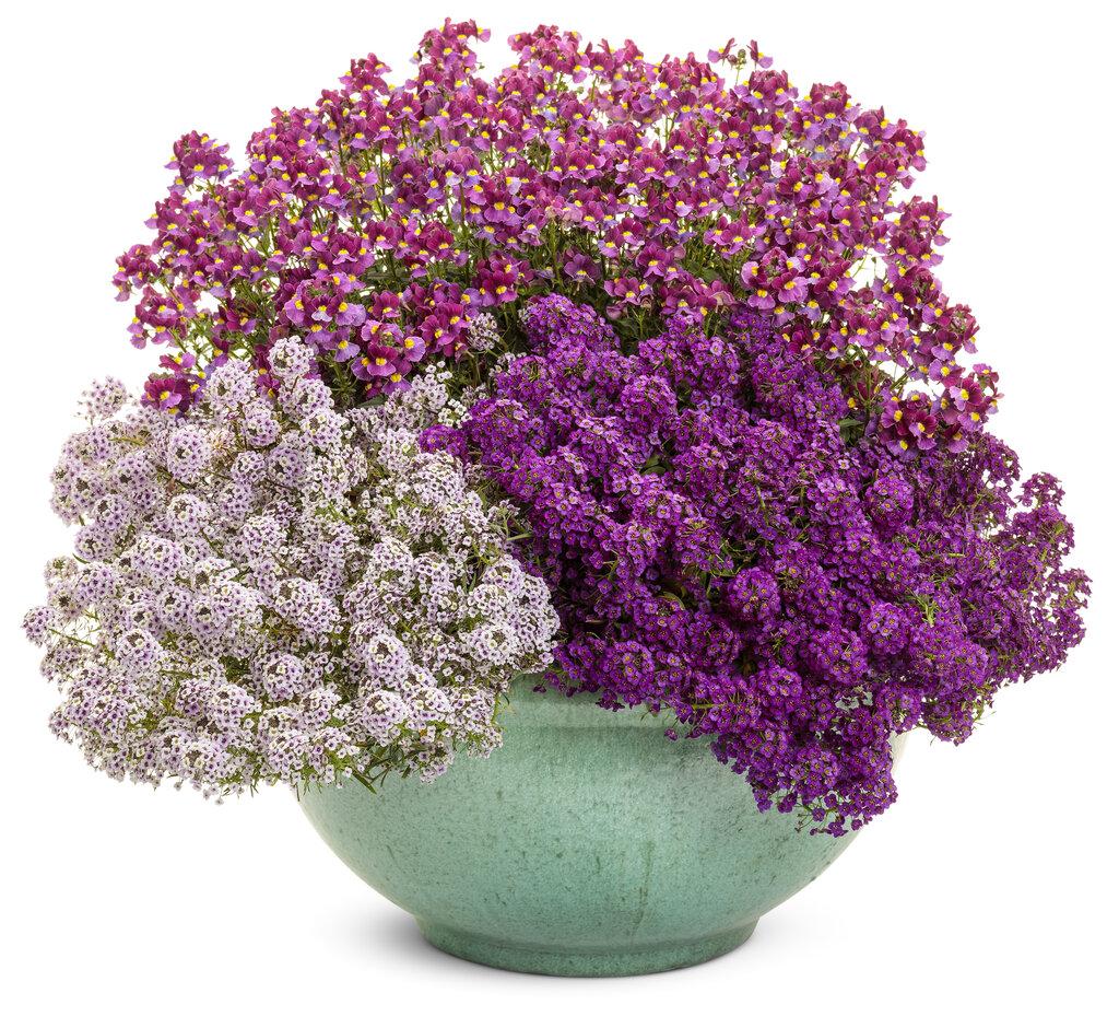 Lobularia Blushing Princess - View 13 from www redcrocus com