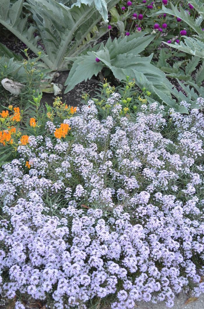 Lobularia Blushing Princess - View 14 from www redcrocus com