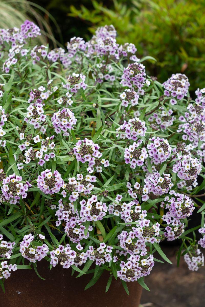 Lobularia Blushing Princess - View 15 from www redcrocus com
