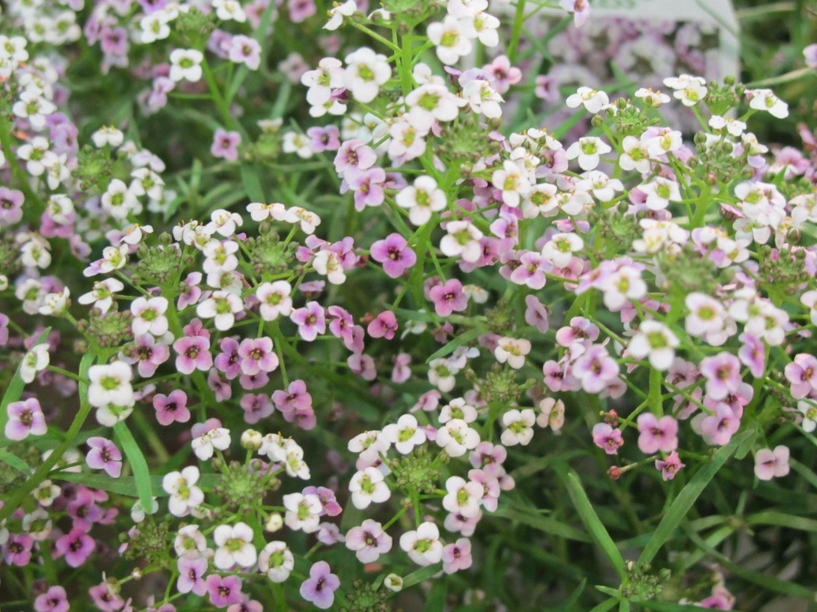 Lobularia Blushing Princess - View 16 from www redcrocus com