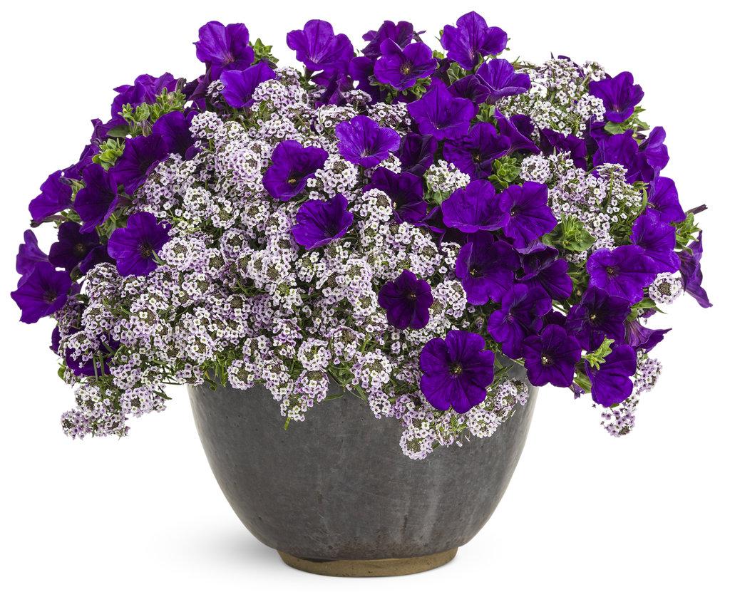 Lobularia Blushing Princess - View 17 from www redcrocus com