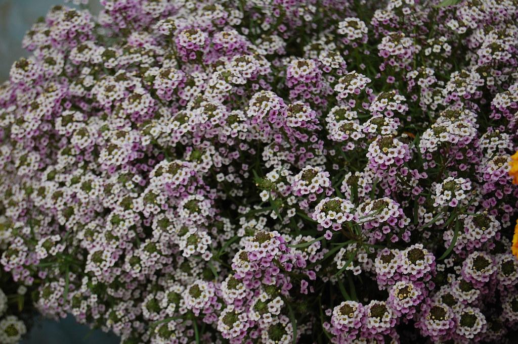 Lobularia Blushing Princess - View 18 from www redcrocus com