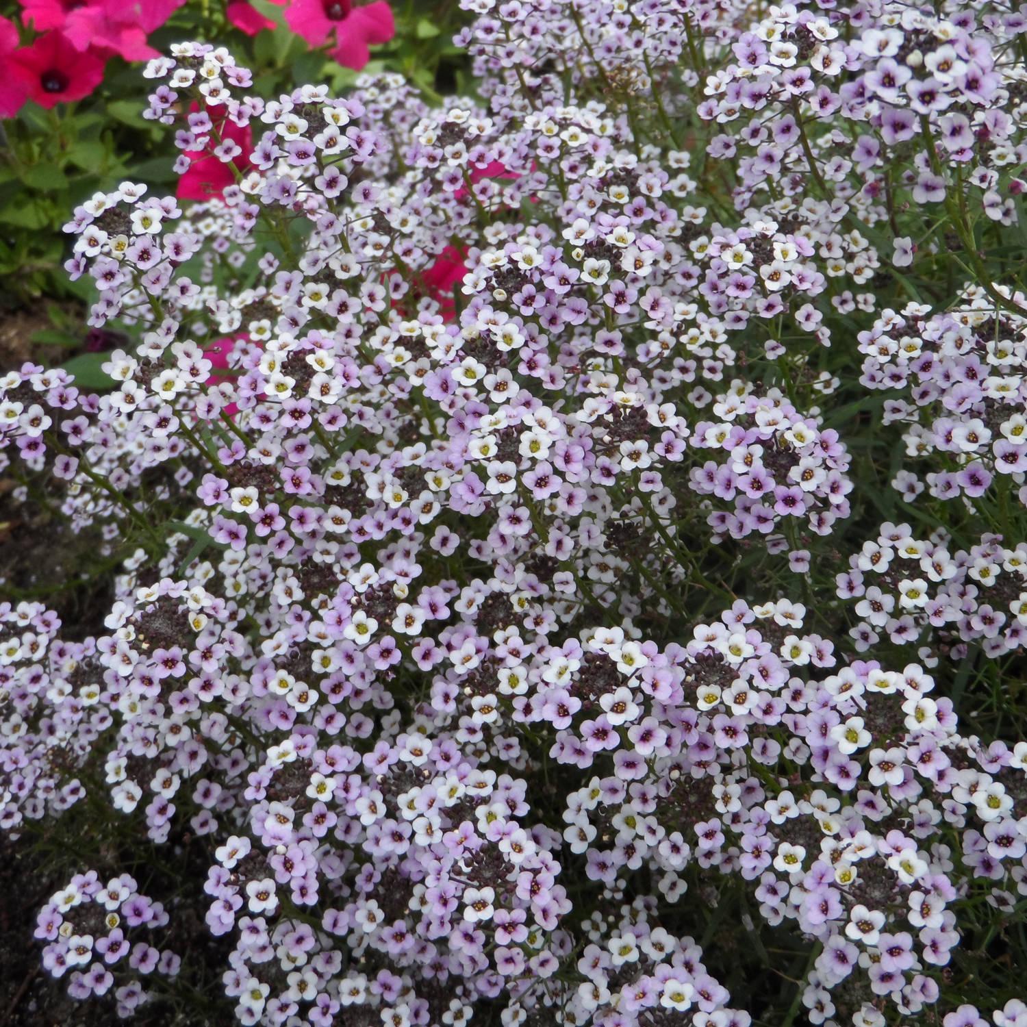 Lobularia Blushing Princess - View 2 from www redcrocus com