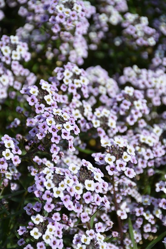 Lobularia Blushing Princess - View 4 from www redcrocus com