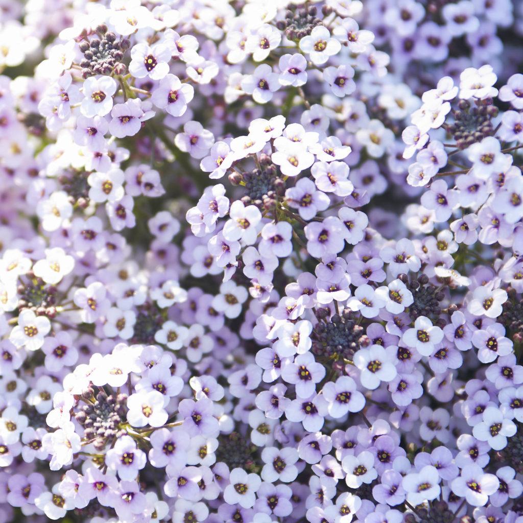 Lobularia Blushing Princess - View 6 from www redcrocus com