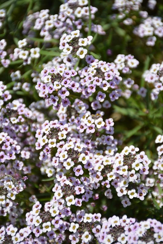 Lobularia Blushing Princess - View 7 from www redcrocus com