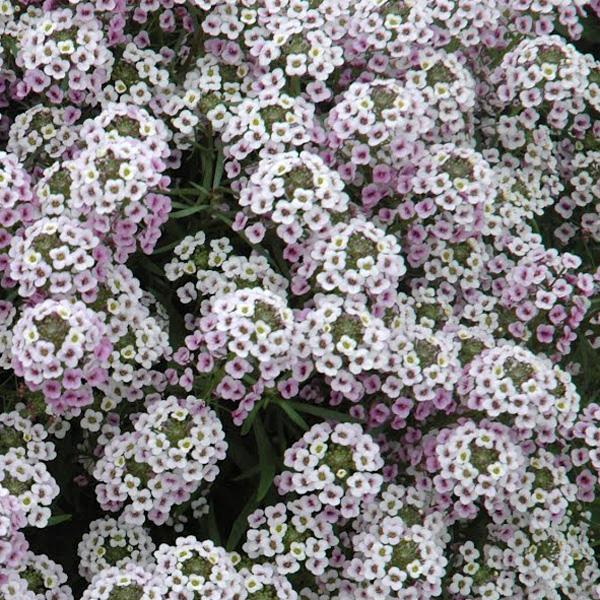 Lobularia Blushing Princess - View 8 from www redcrocus com